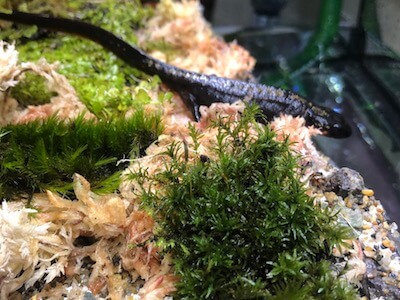 ヤモリとイモリの違い