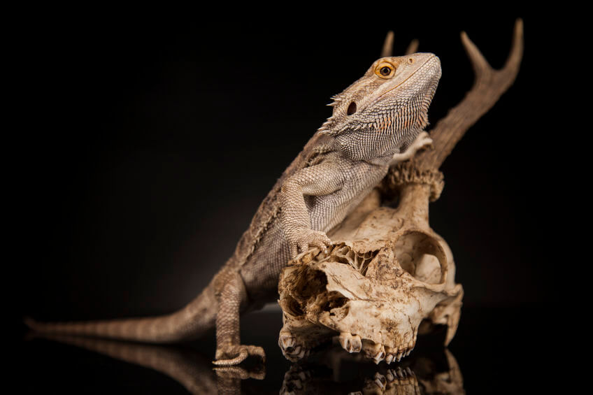 フトアゴヒゲトカゲ - 初心者でも飼える！フトアゴヒゲトカゲの飼育方法