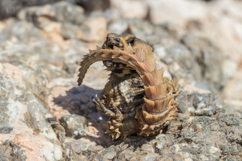 アルマジロトカゲ