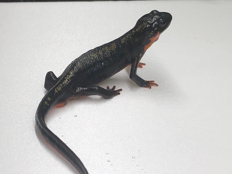 シリケンイモリ