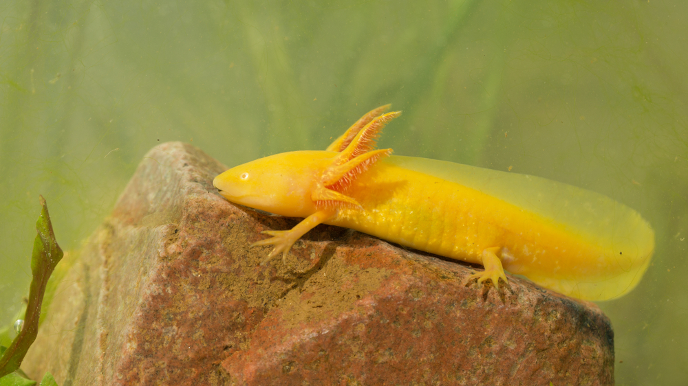 ウーパールーパーゴールデン