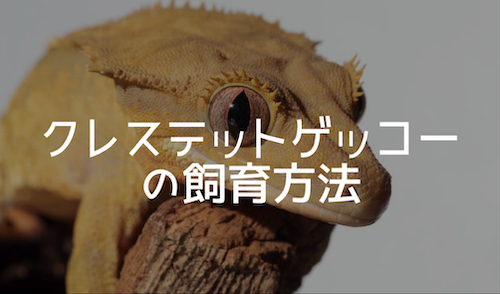 クレステッドゲッコーの飼育方法