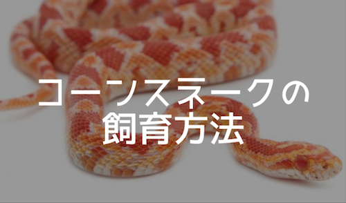 コーンスネークの飼育方法