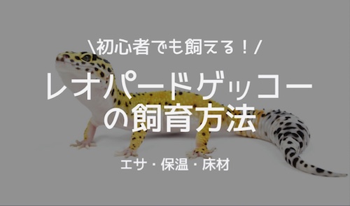 初心者でも飼える！レオパードゲッコーの飼育方法