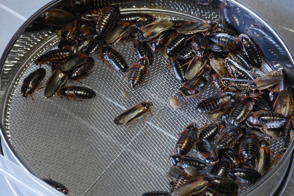 デュビアの飼育方法