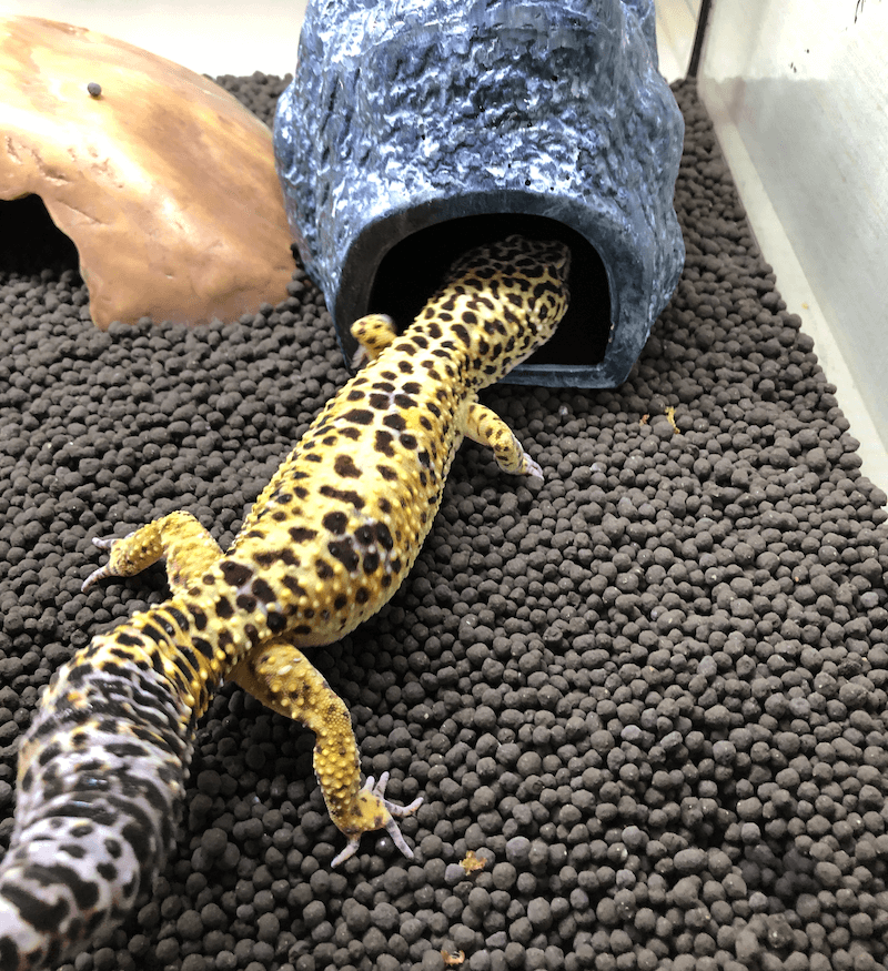 ロックシェルター