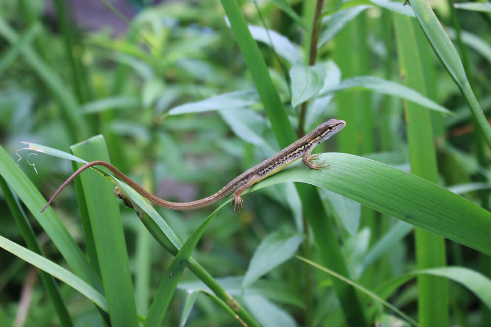 japanese-grass-lizard
