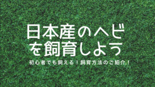 アオダイショウ・シマヘビの飼育方法
