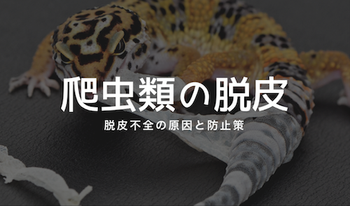 爬虫類の脱皮