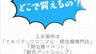 爬虫類はどこで買える？