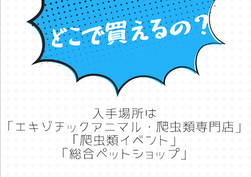 爬虫類はどこで買える？