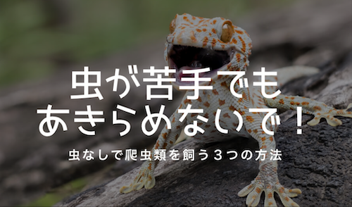 虫が苦手な爬虫類飼育者