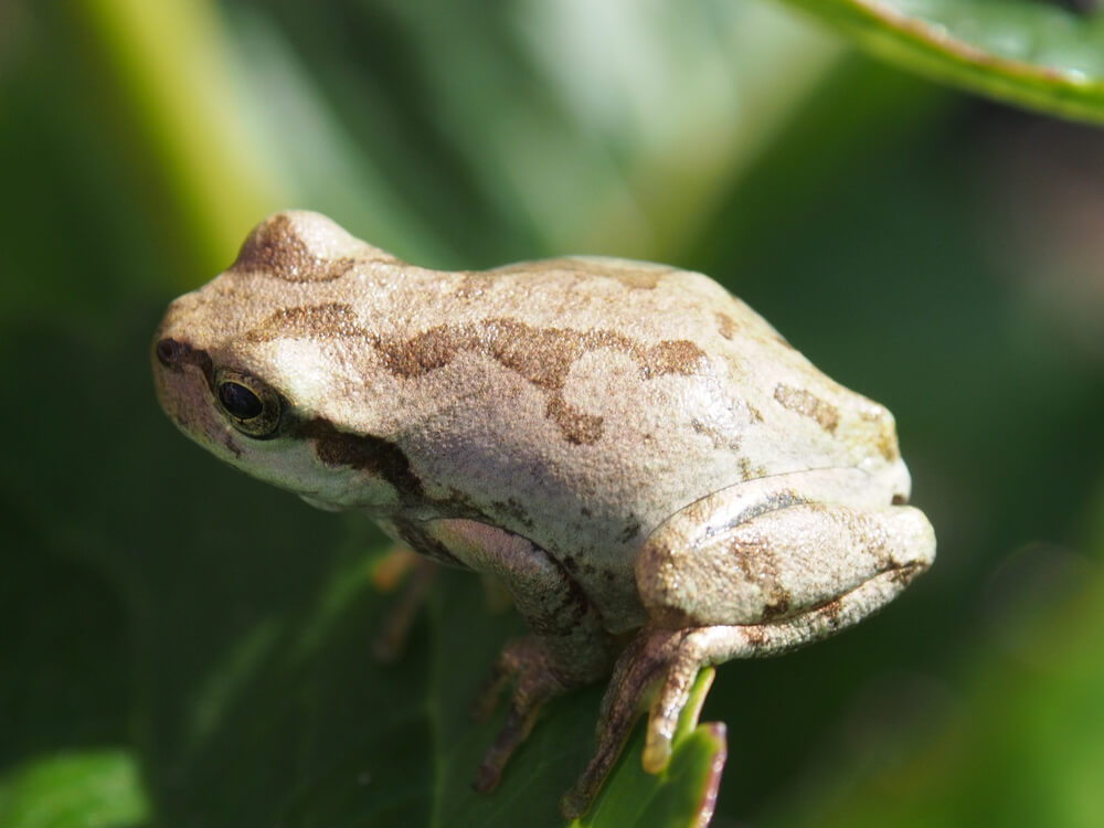 ニホンアマガエル