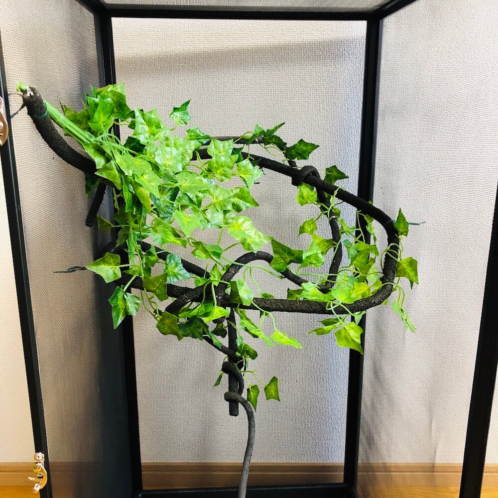 screen-terrarium-vine3