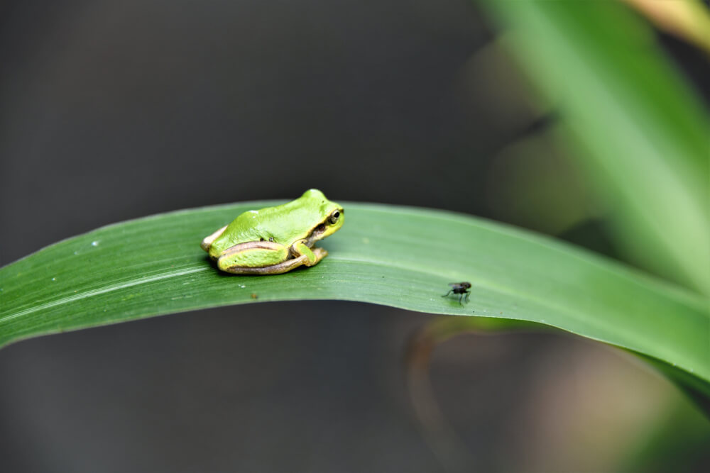 ニホンアマガエル