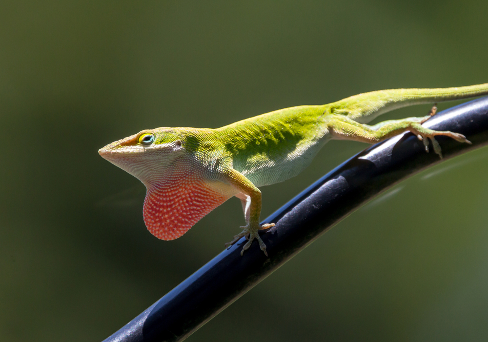 グリーンアノール