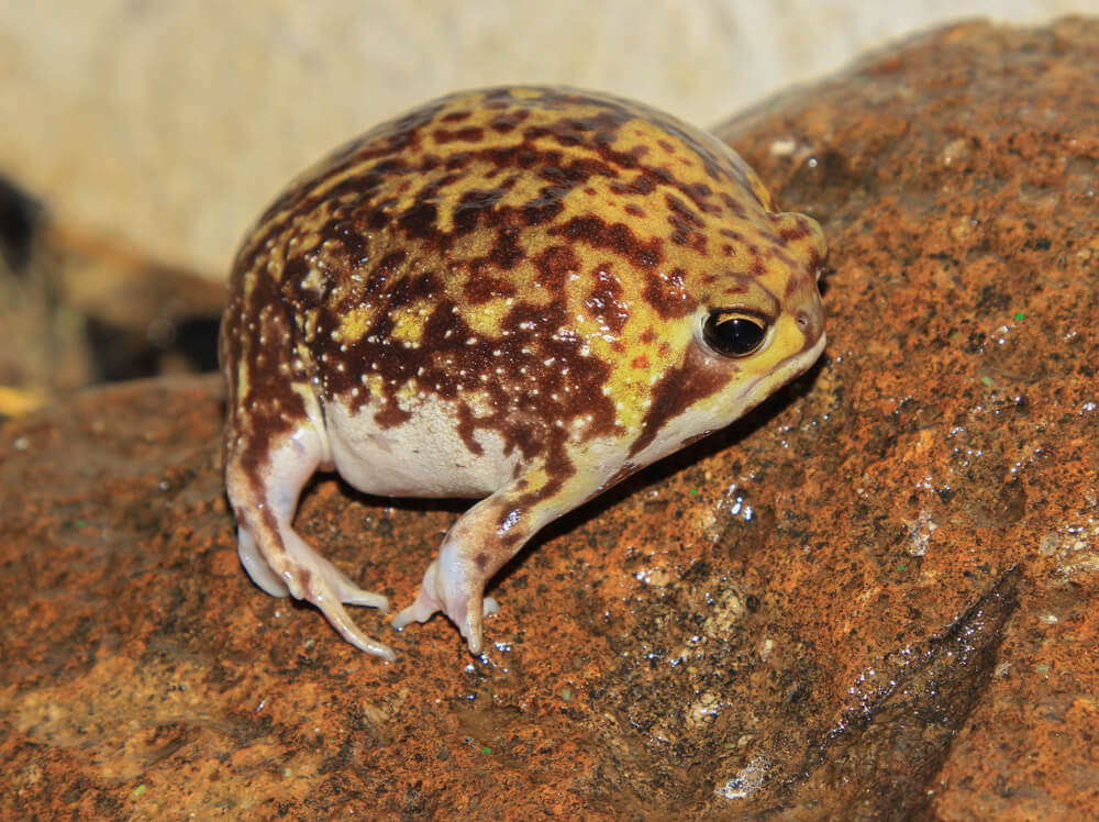 アメフクラガエル