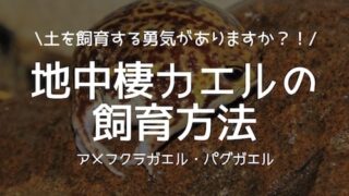 アメフクラガエルの飼育方法