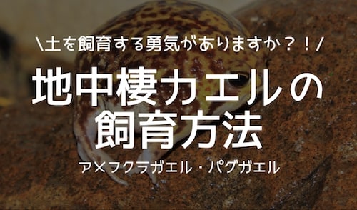 アメフクラガエルの飼育方法