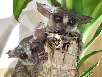 ショウガラゴ