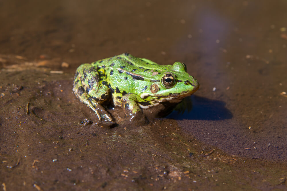 トノサマガエル
