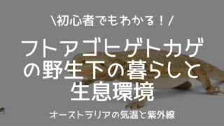 フトアゴヒゲトカゲの野生下の暮らしと生息環境