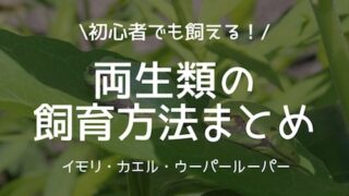 両生類の飼育方法まとめ