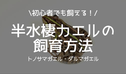 半水棲カエルの飼育方法