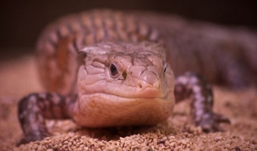 名称未設定のデザイン (1) - 初心者におすすめのペットトカゲ4選