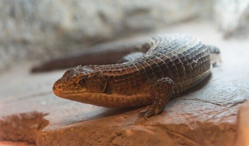 名称未設定のデザイン (4) - 初心者におすすめのペットトカゲ4選